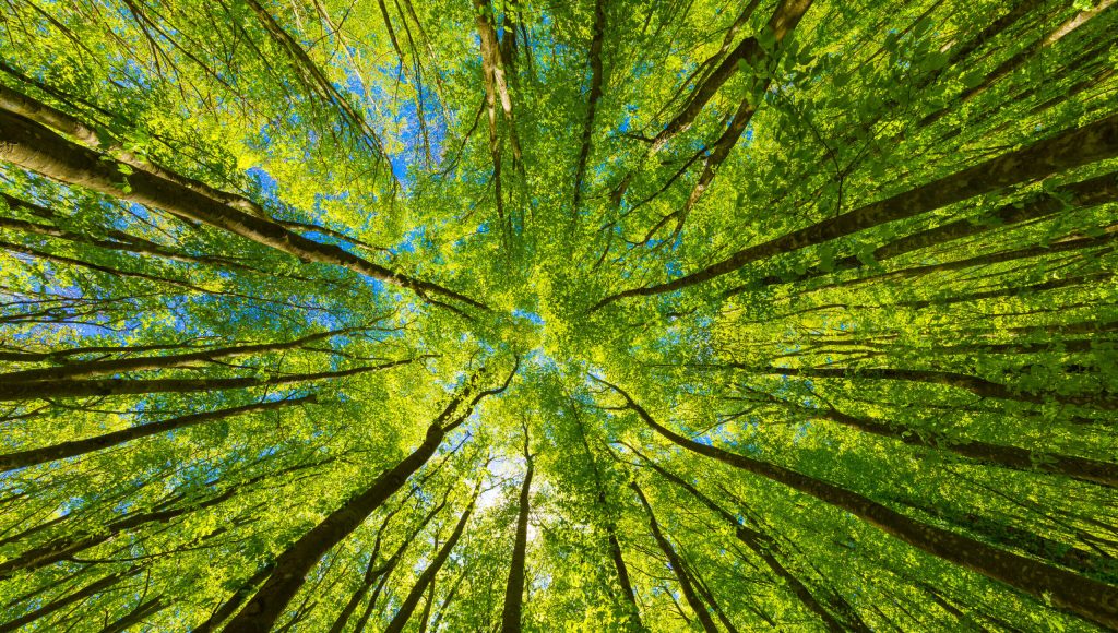 Looking up at the green tops of trees.